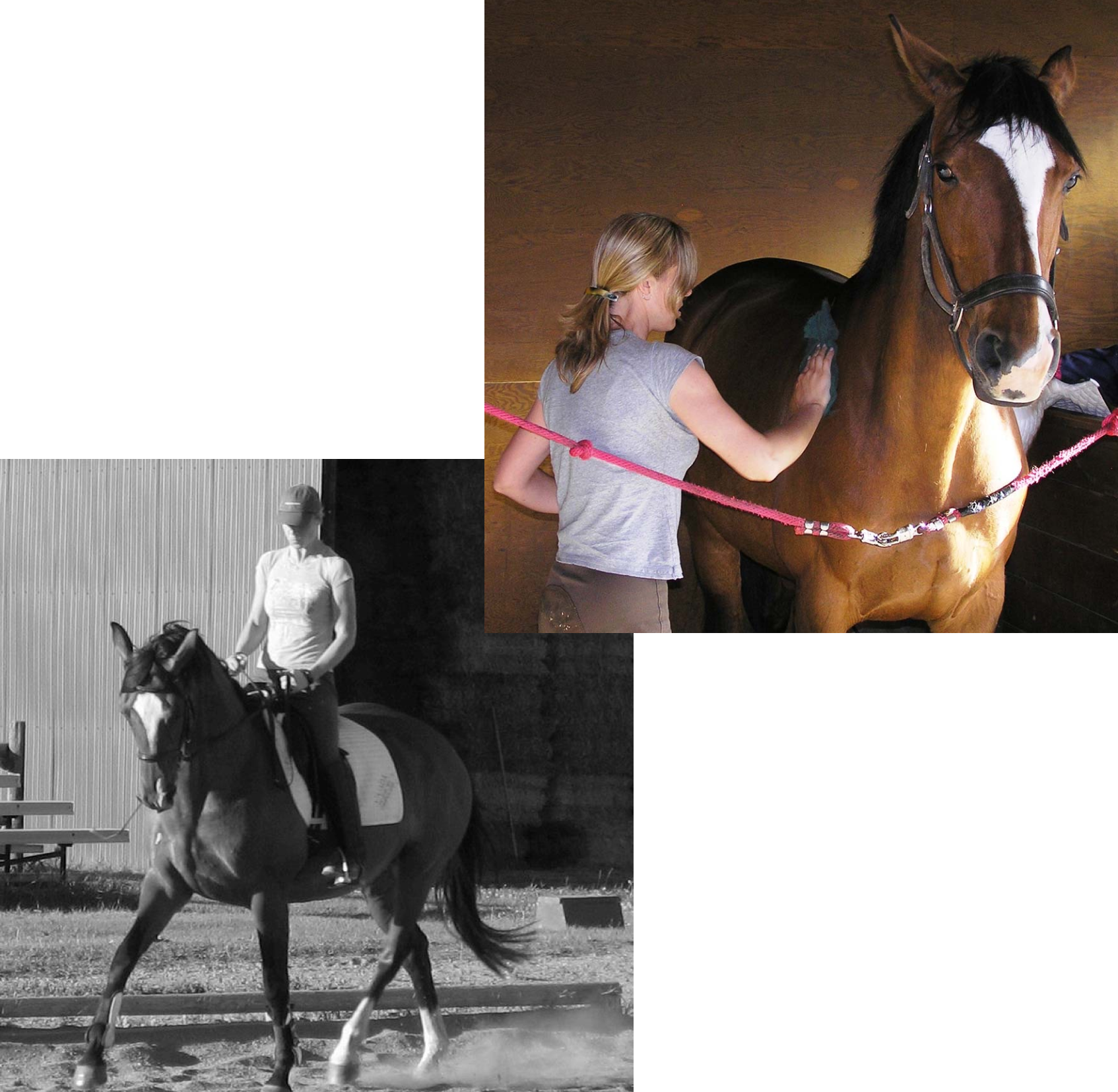“A two photo collage of Sarah Malley brushing a large bay mare, named Molly, in a grooming area and then a black and white photo of Sarah doing a shoulder-in on Molly in the outdoor arena during the summer at Trakehner Glen Equestrian Centre near Calgary, Alberta